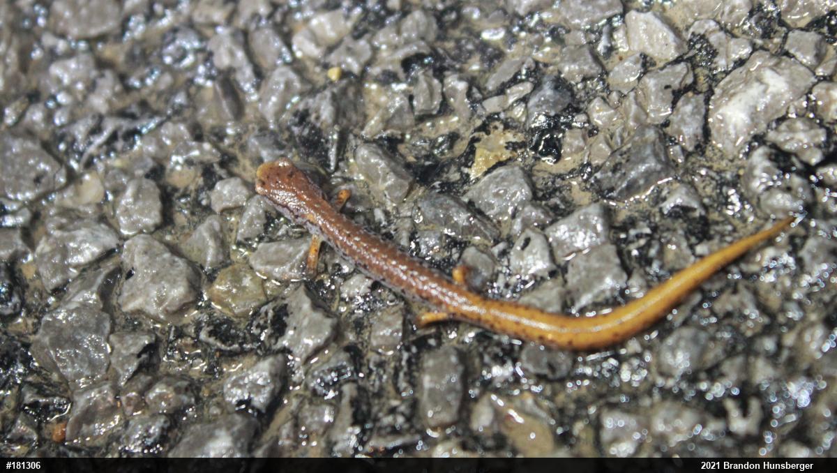 Four-toed Salamander