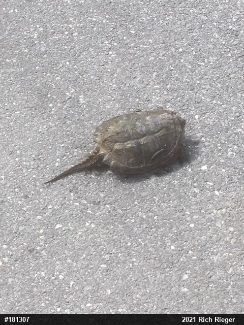 Snapping Turtle