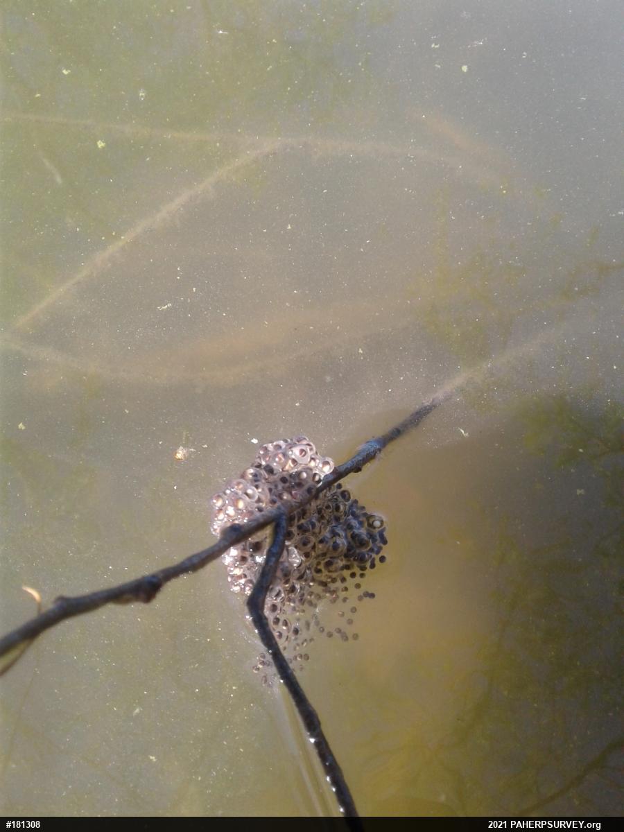 True Frogs