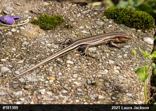 Common Five-lined Skink
