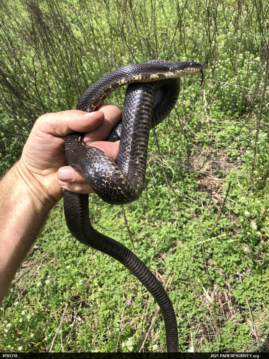 Eastern Ratsnake
