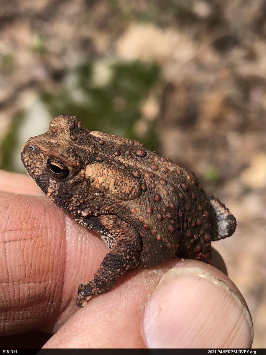 Eastern American Toad