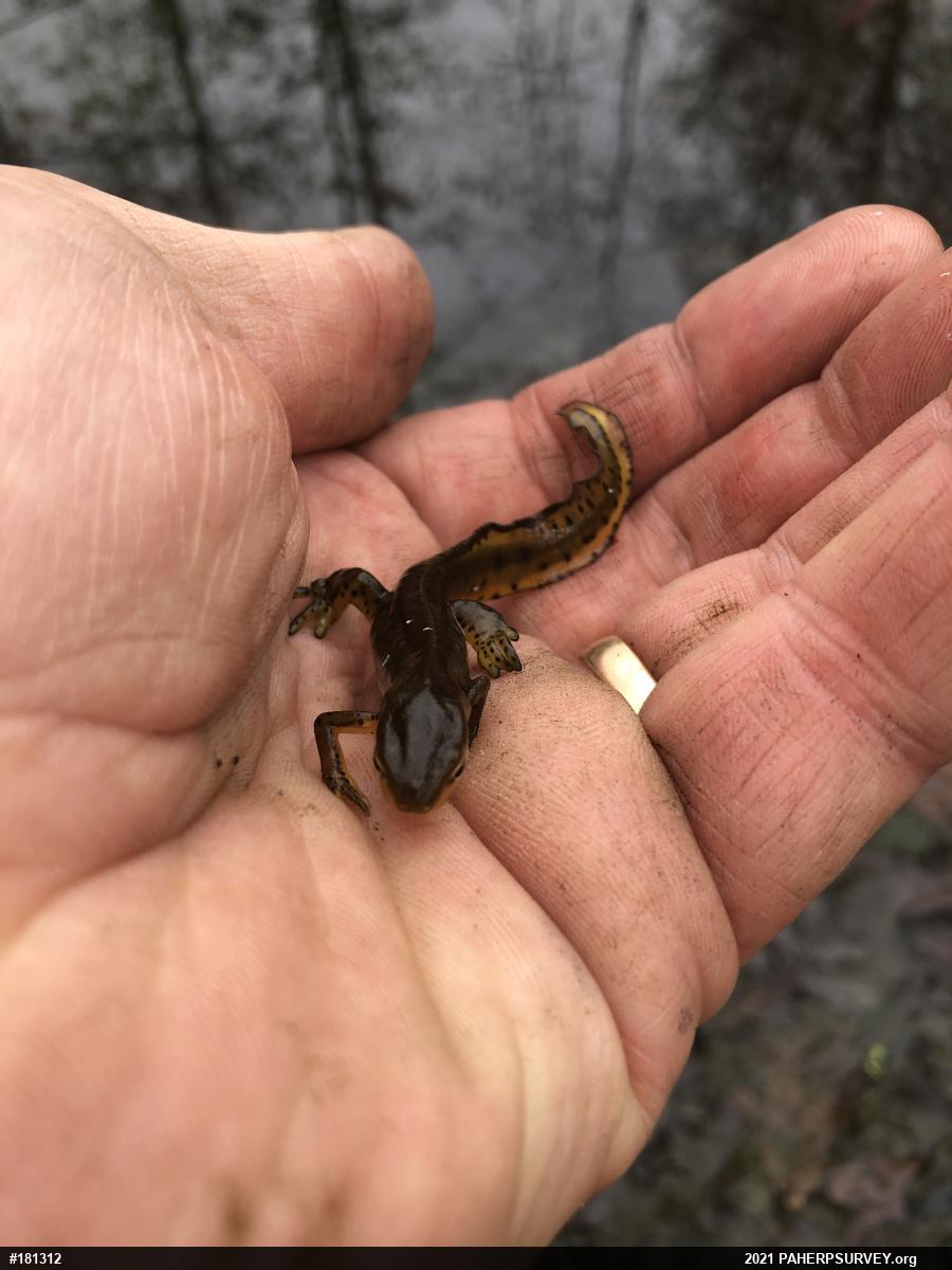 Red-spotted Newt