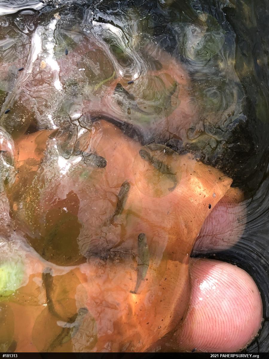 Mole Salamanders