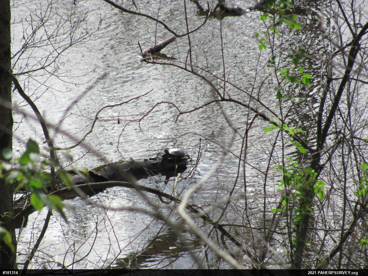 Painted Turtle