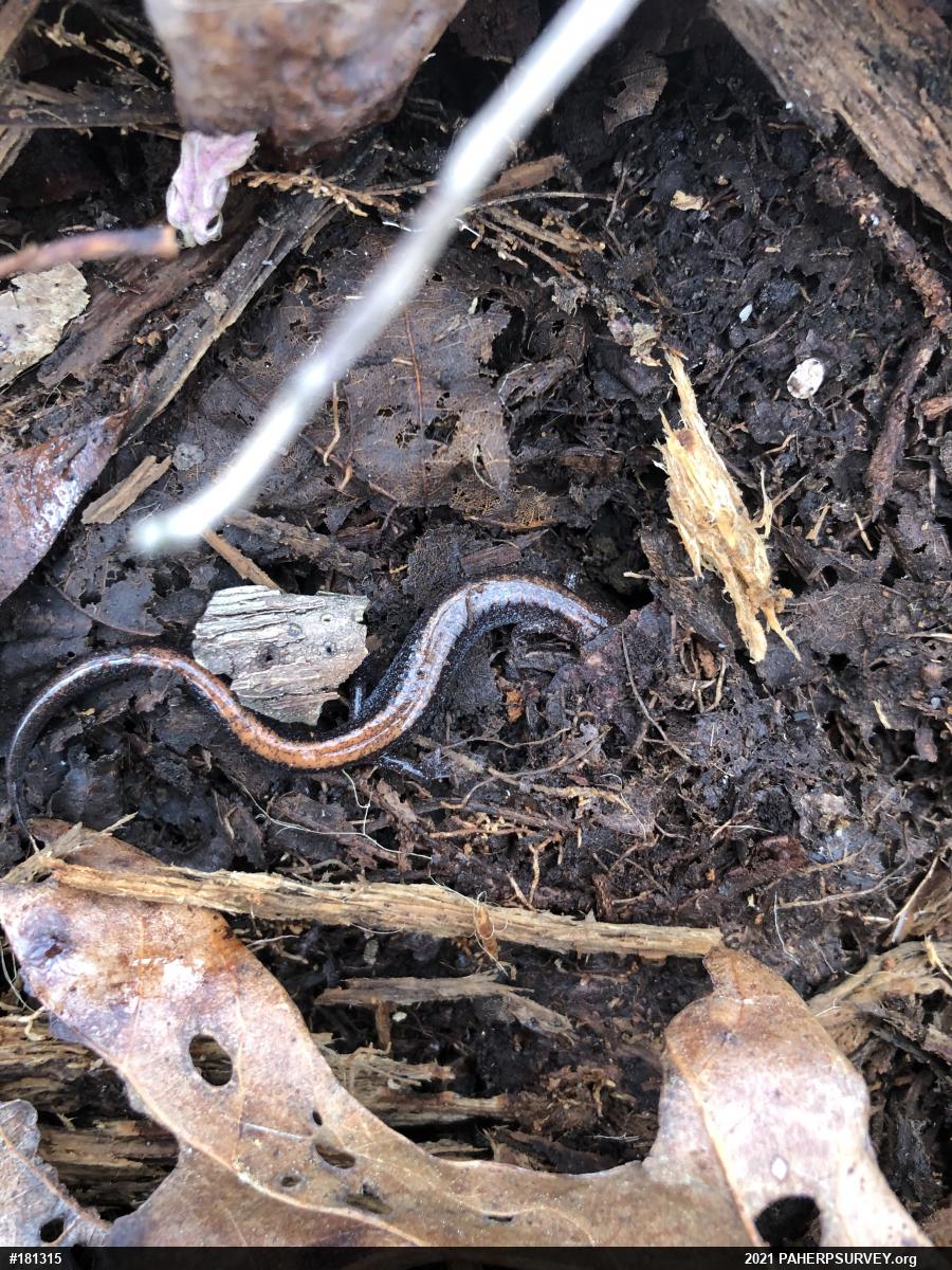Eastern Red-backed  Salamander
