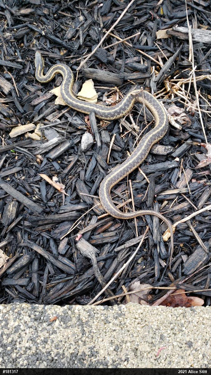 Eastern Gartersnake