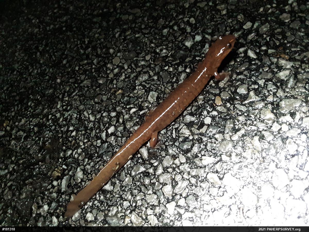 Northern Spring Salamander
