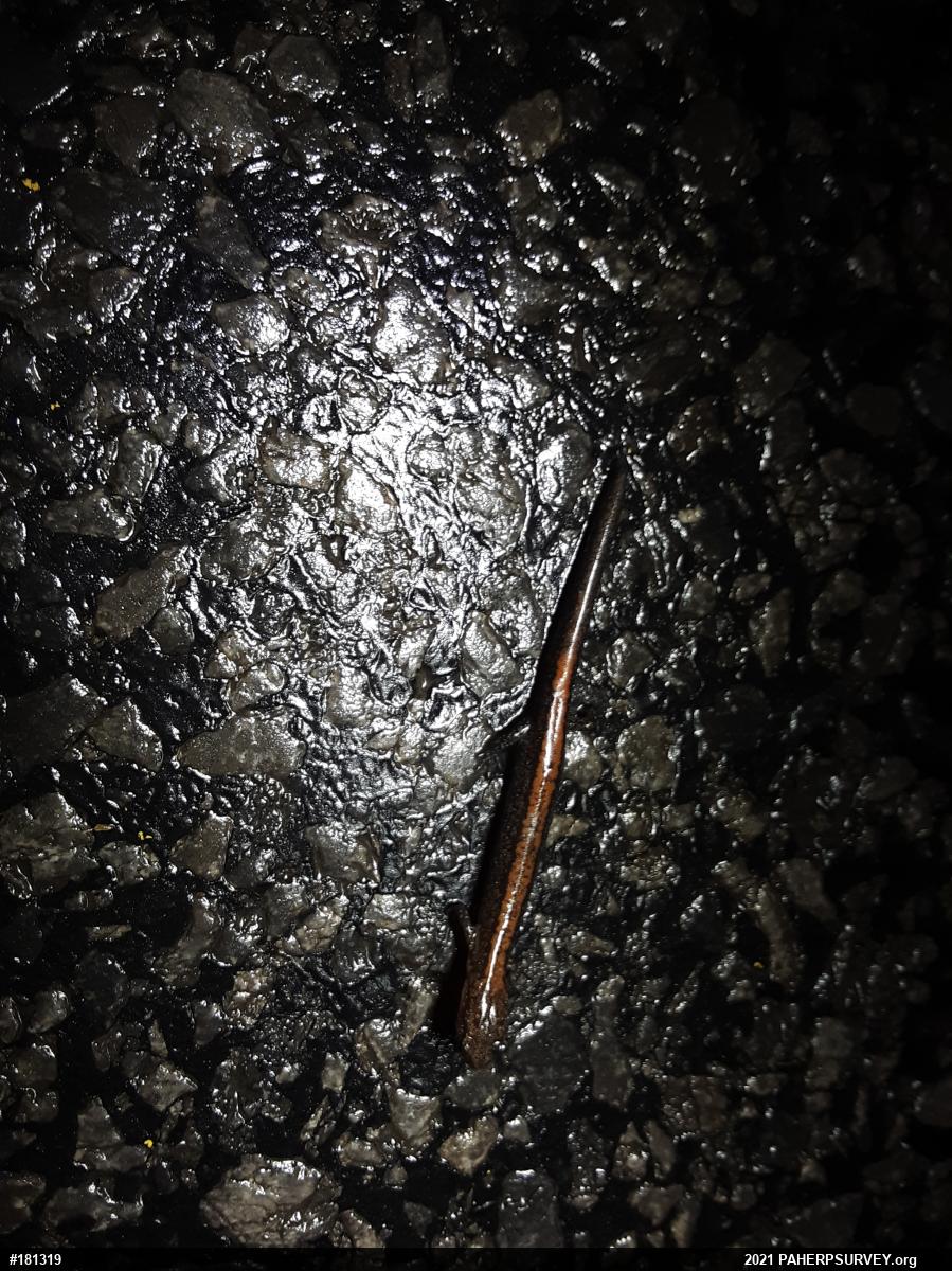 Eastern Red-backed  Salamander