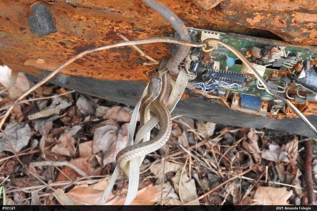 Eastern Gartersnake