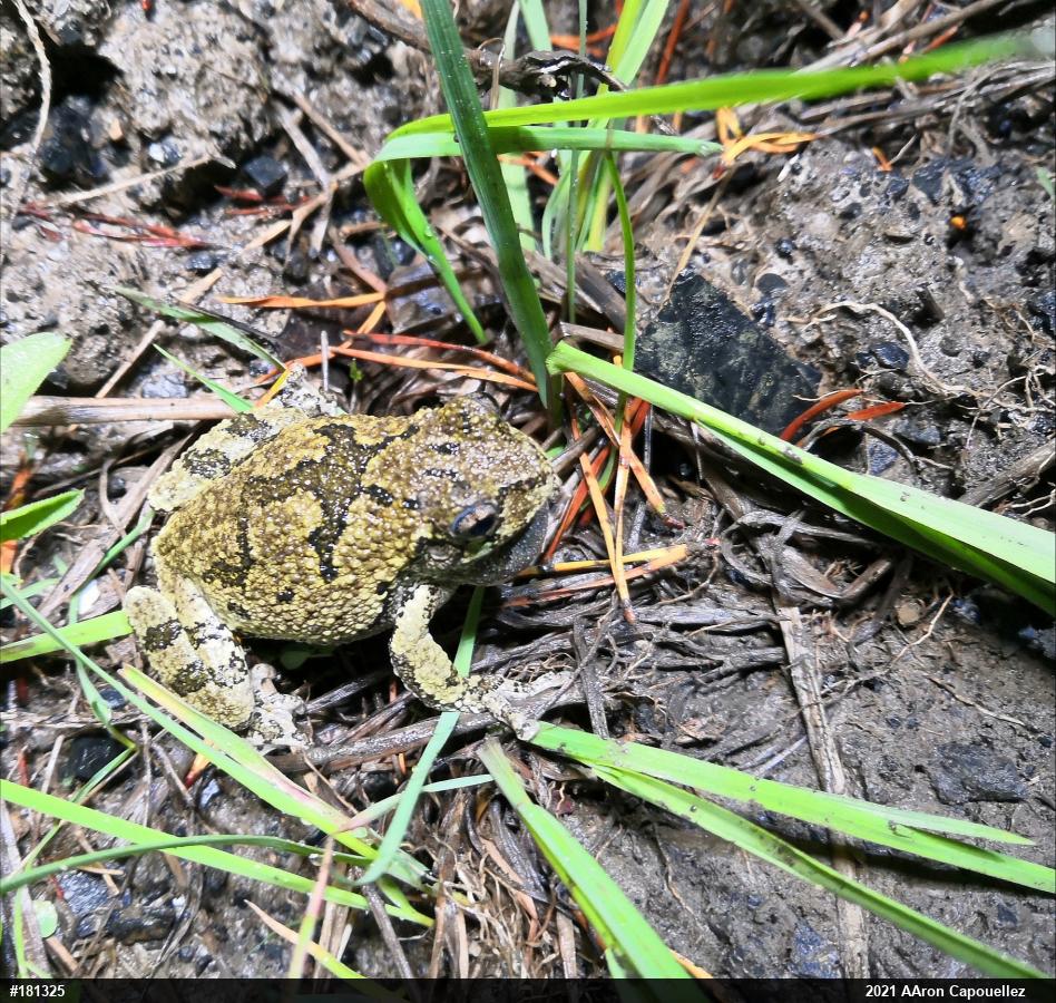Gray Treefrog