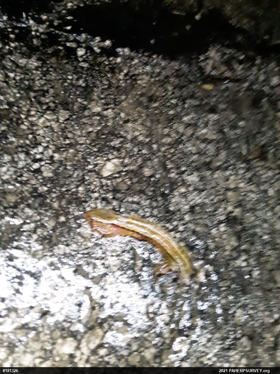Northern Two-lined Salamander