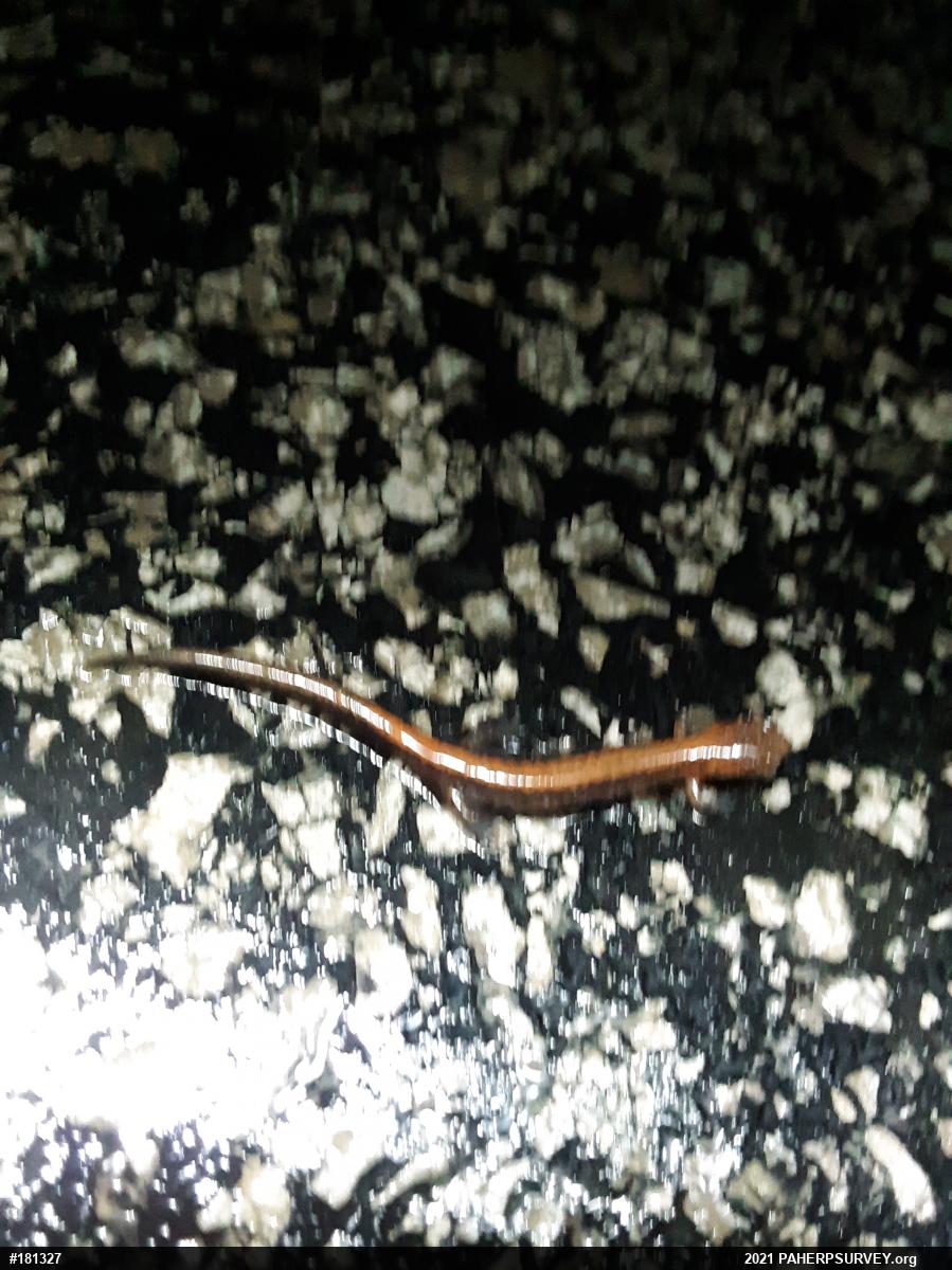 Eastern Red-backed  Salamander