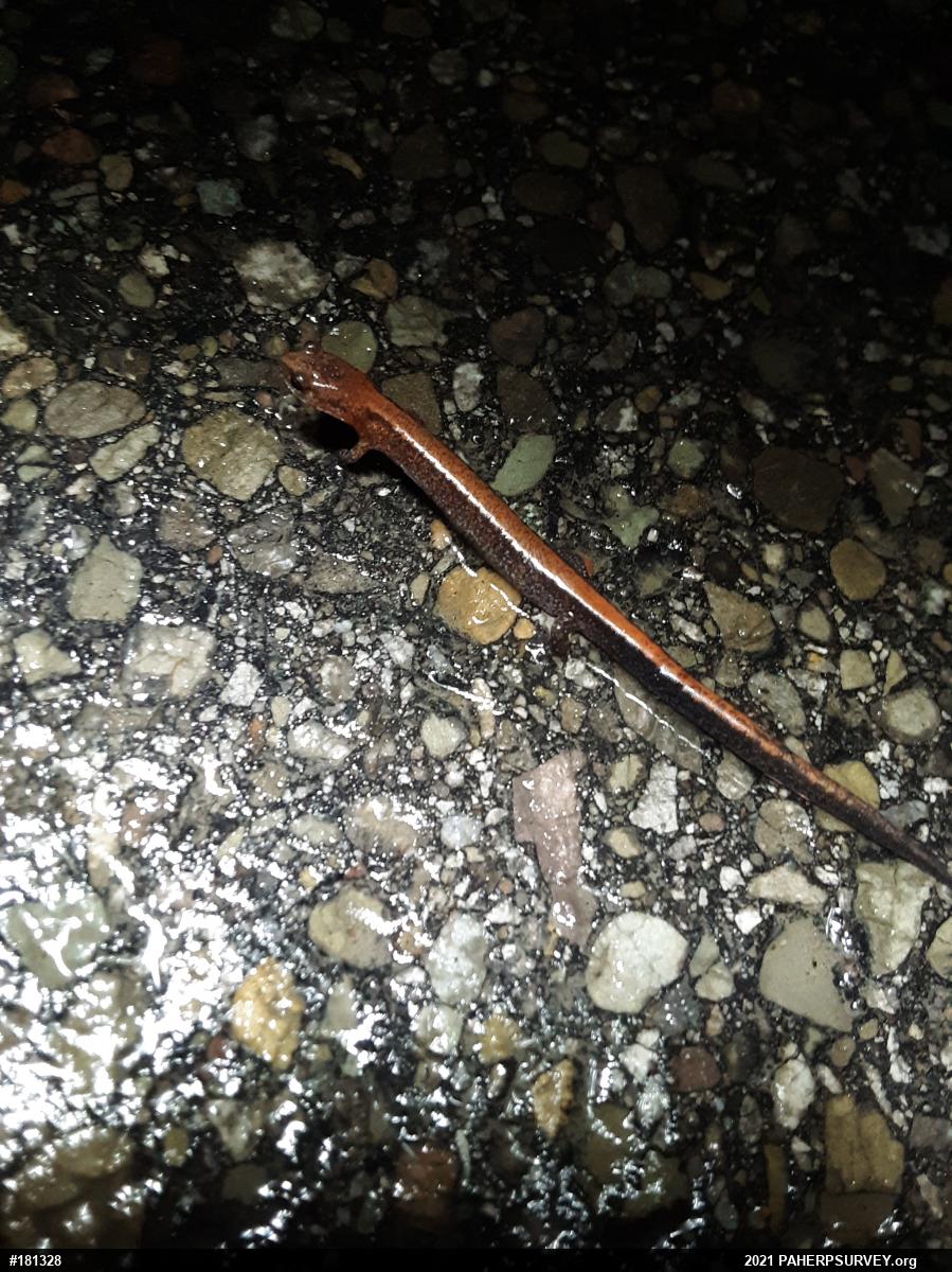 Eastern Red-backed  Salamander