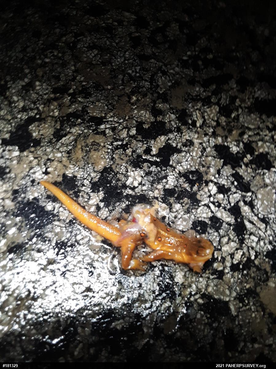 Red-spotted Newt