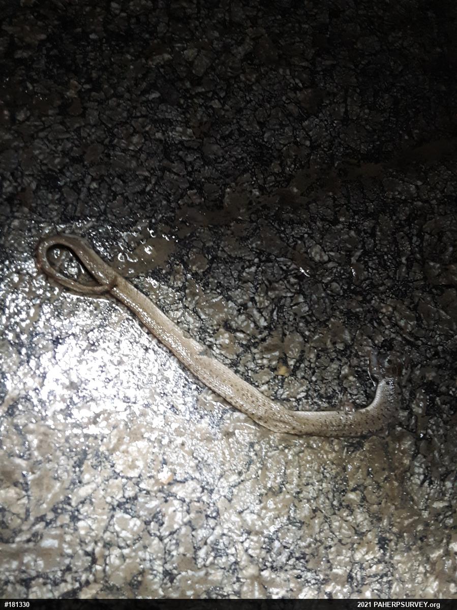 Dekay's Brownsnake