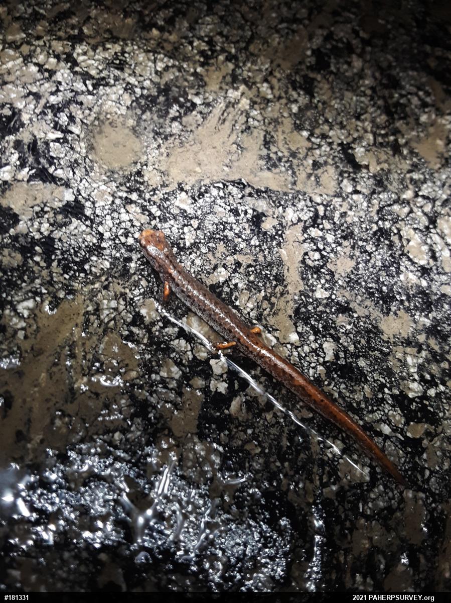 Four-toed Salamander