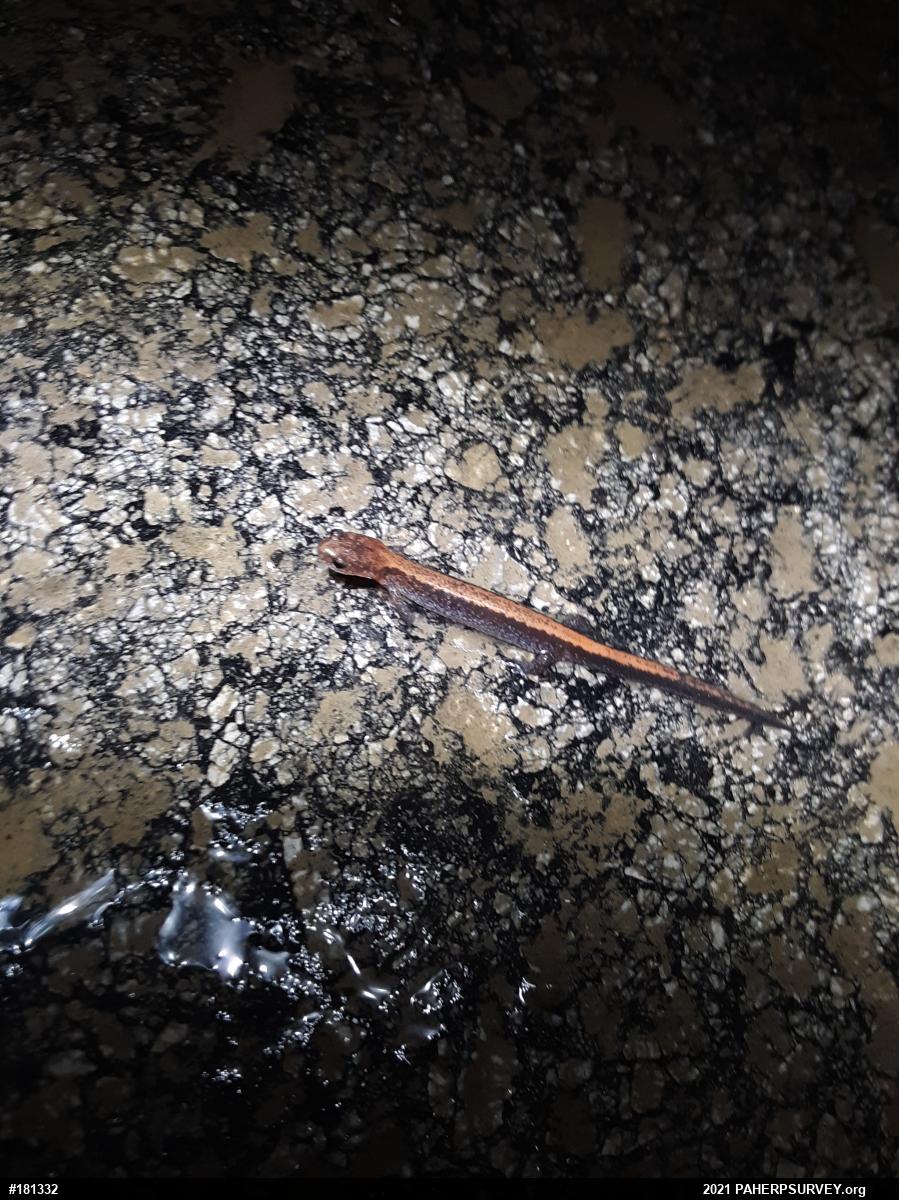 Eastern Red-backed  Salamander