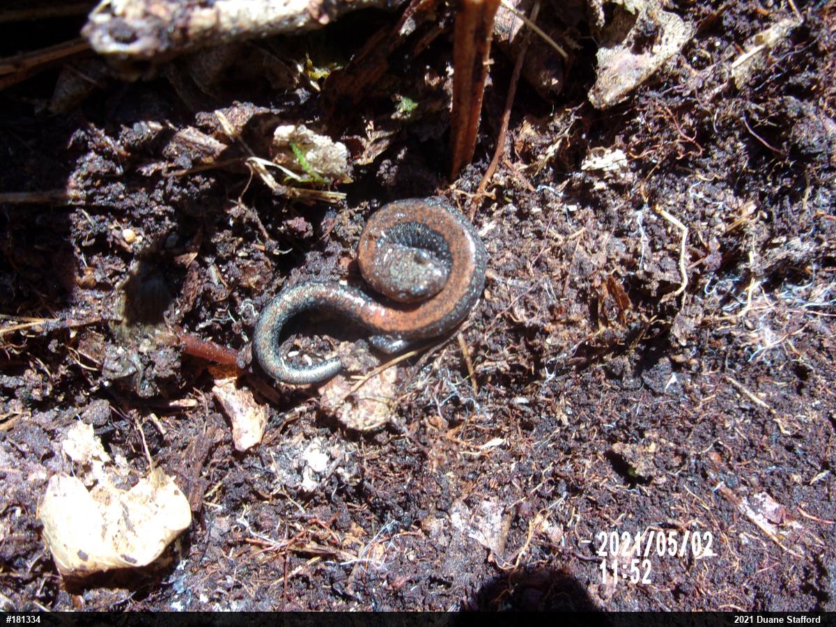 Eastern Red-backed  Salamander