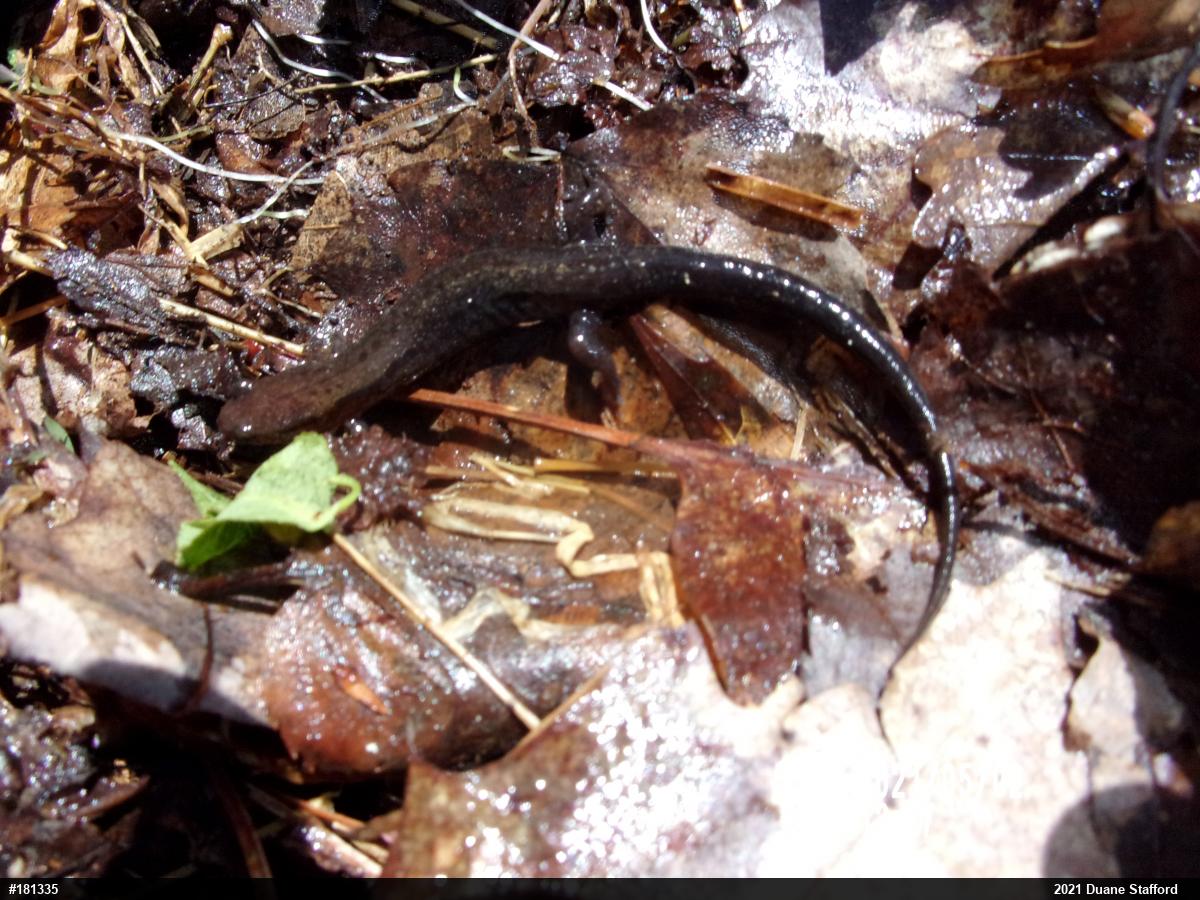 Allegheny Mountain Dusky Salamander