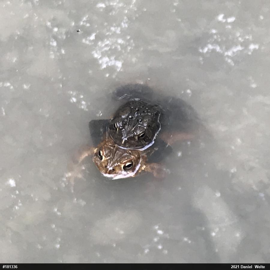 Eastern American Toad