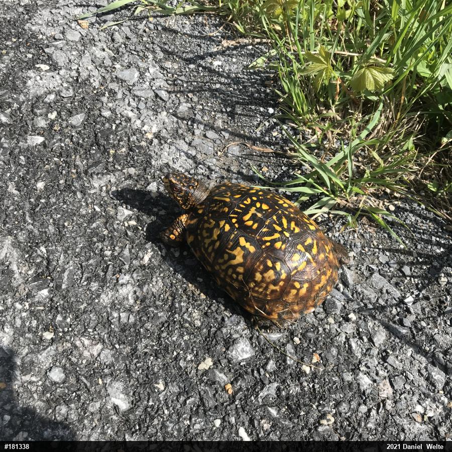 Eastern Box Turtle