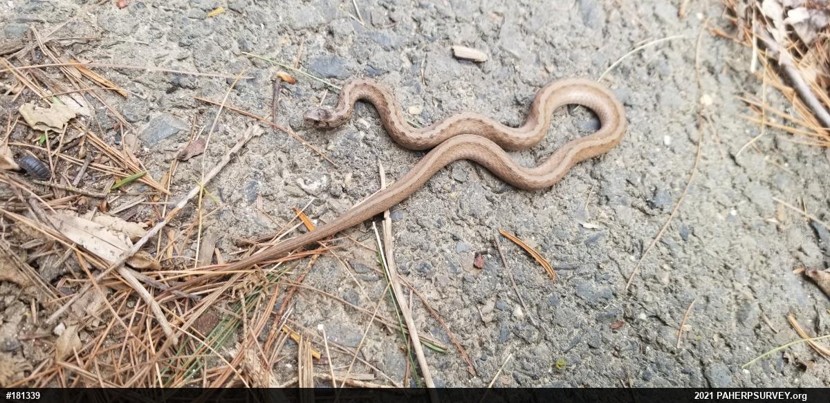 Dekay's Brownsnake