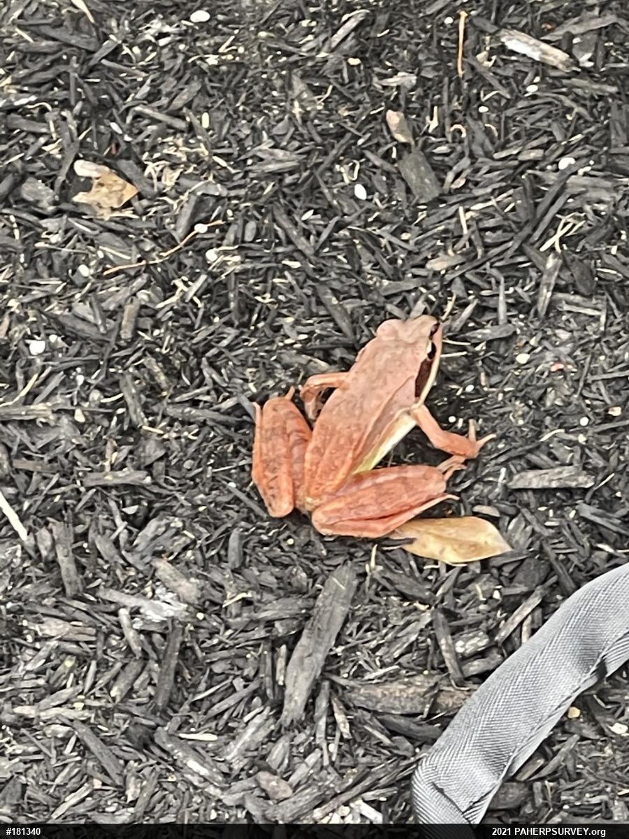 Wood Frog