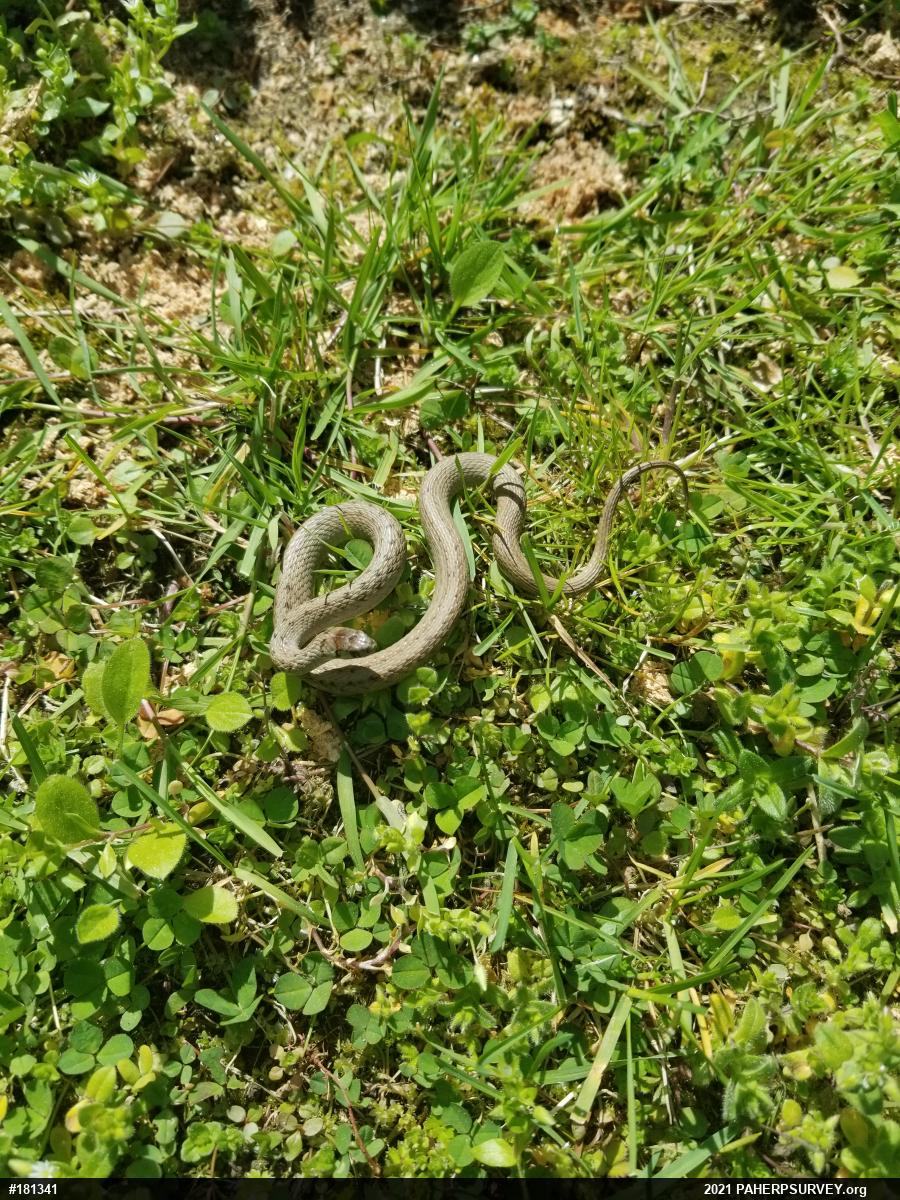 Dekay's Brownsnake