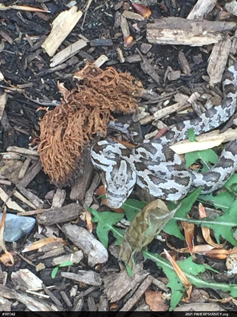 Eastern Ratsnake