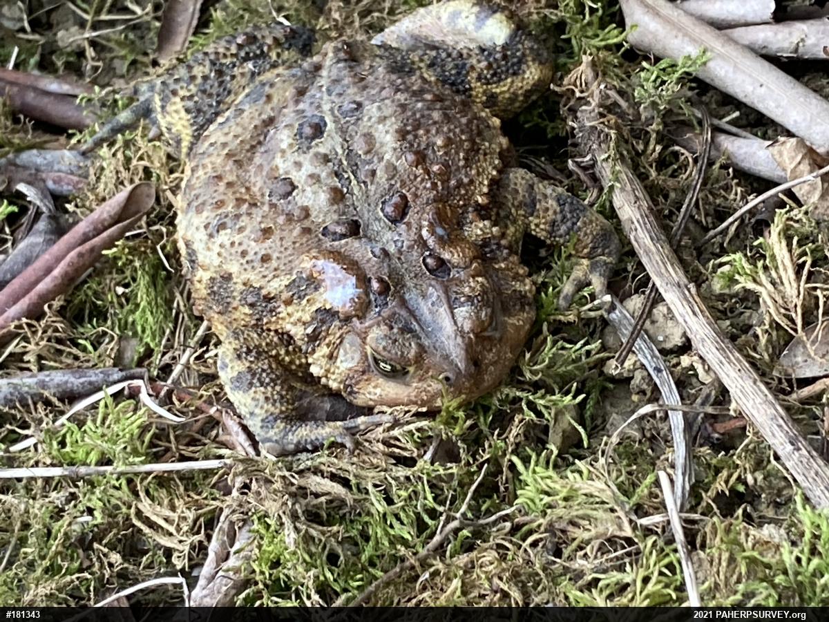 Eastern American Toad