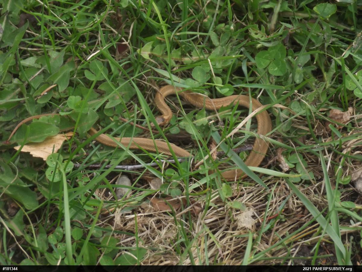 Red-bellied Snake