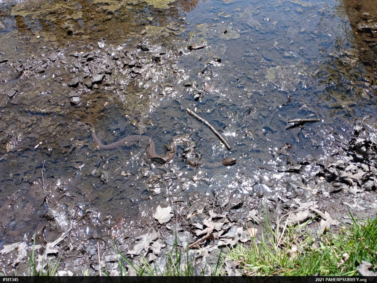 Northern Watersnake