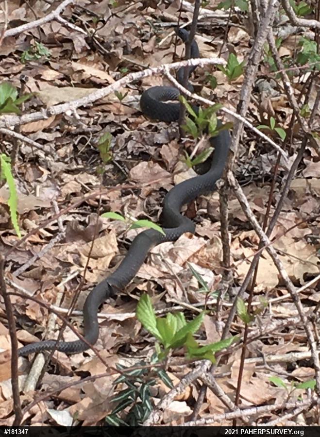 Northern Black Racer