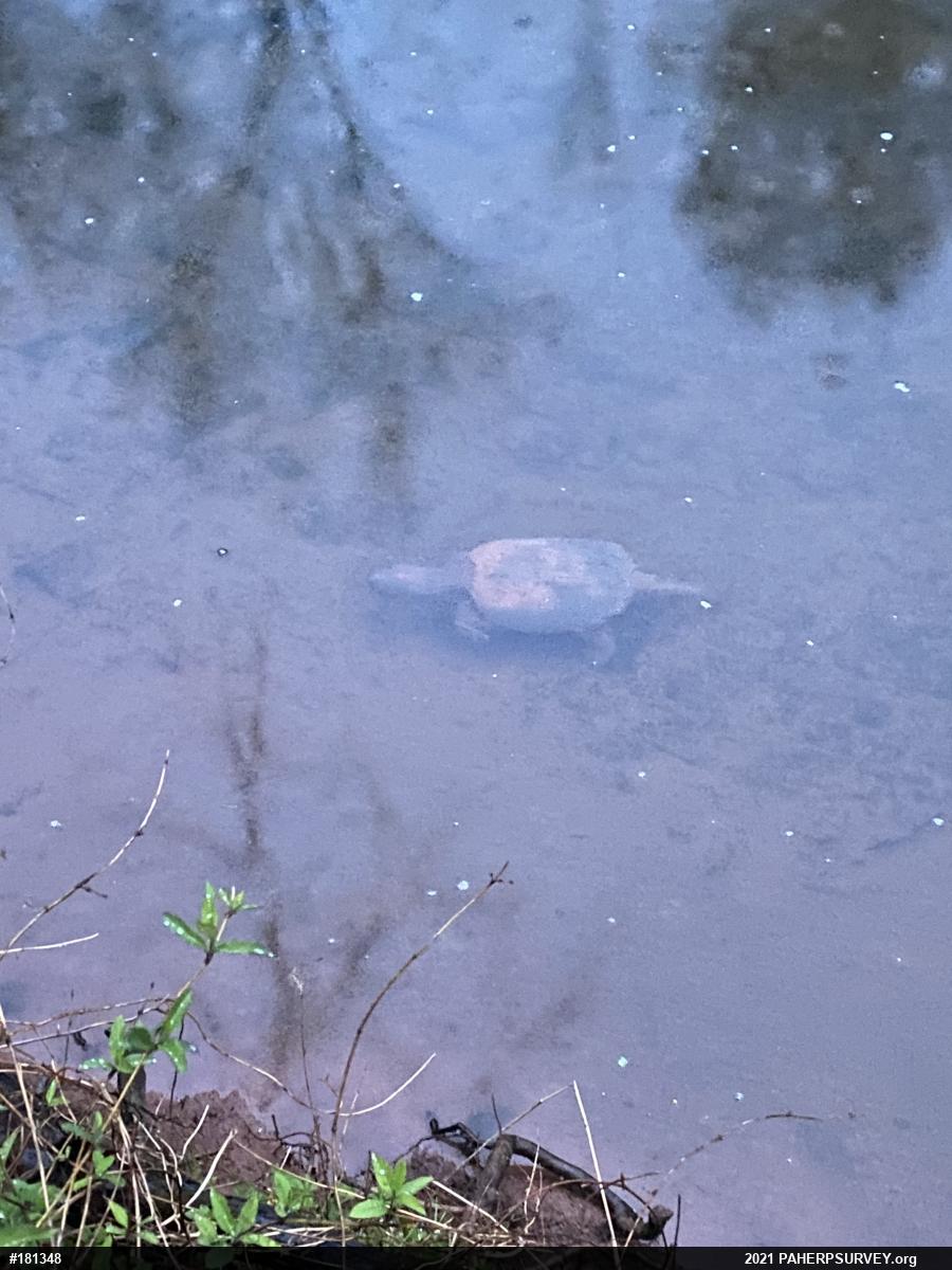 Snapping Turtle