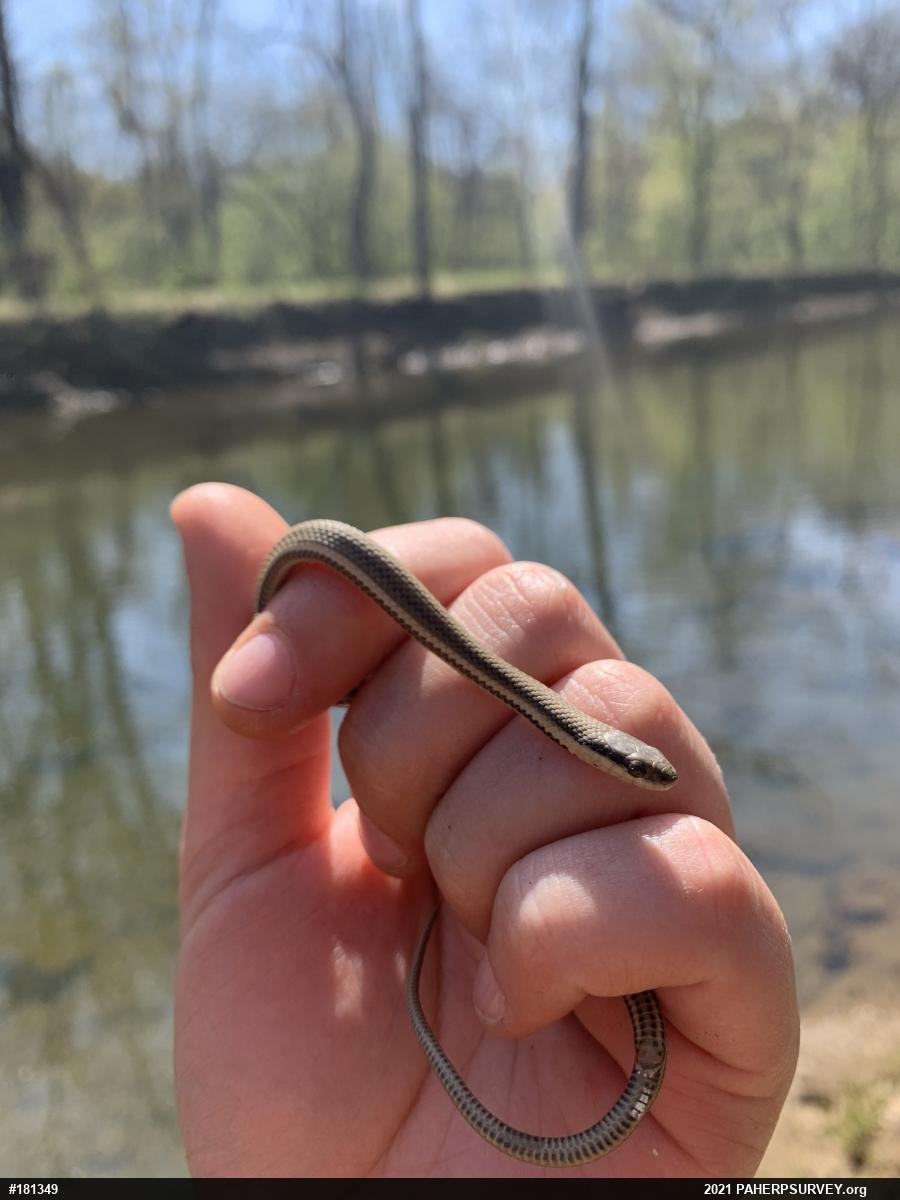 Queensnake
