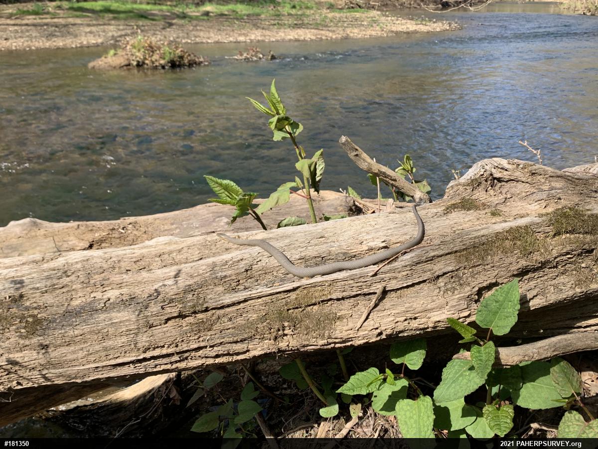 Northern Watersnake