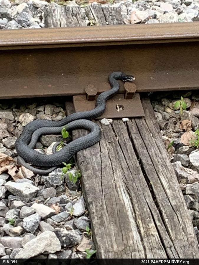 Northern Black Racer