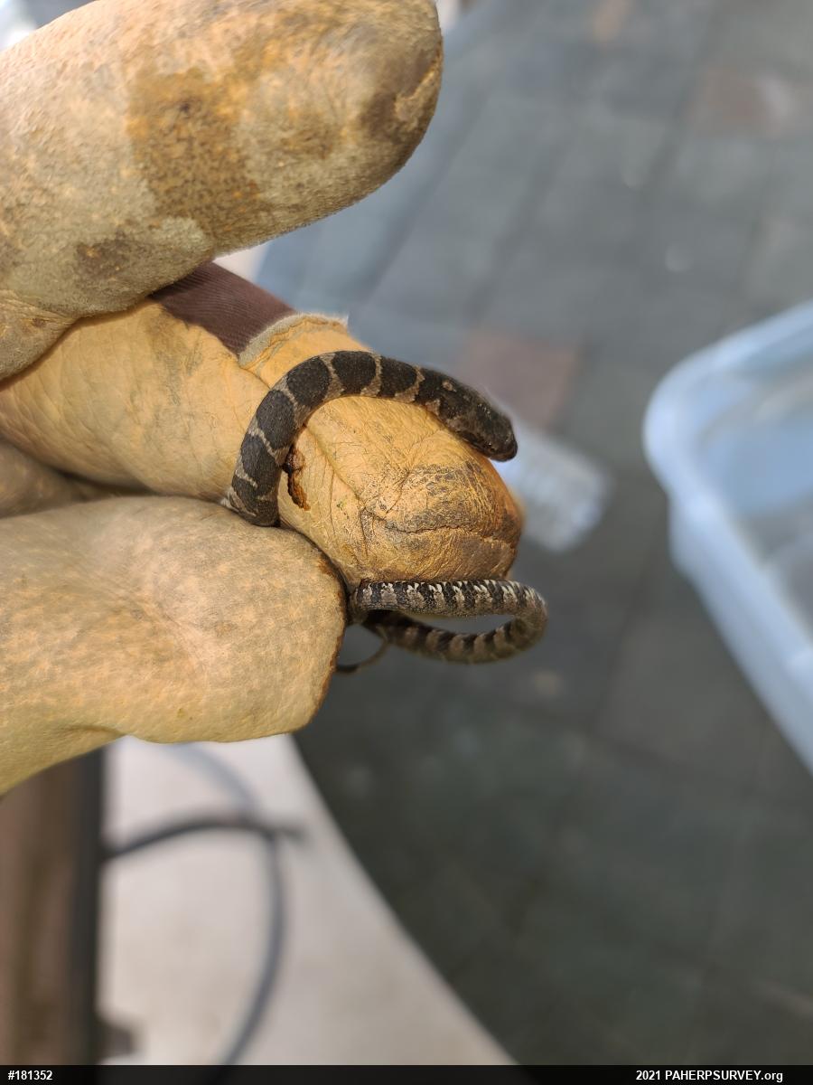 Northern Watersnake