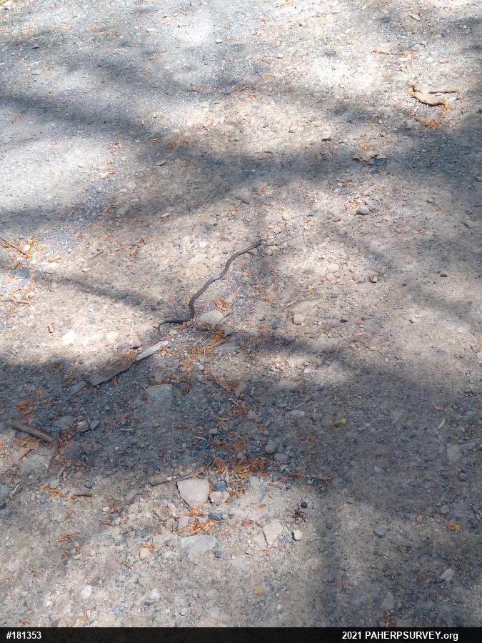 Northern Ring-necked Snake