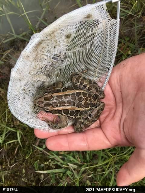 Pickerel Frog