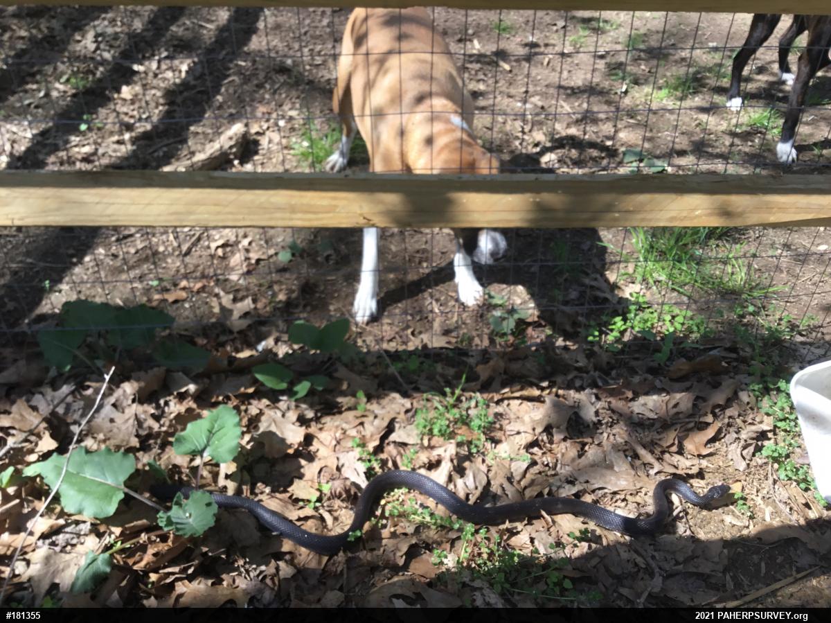 Eastern Ratsnake