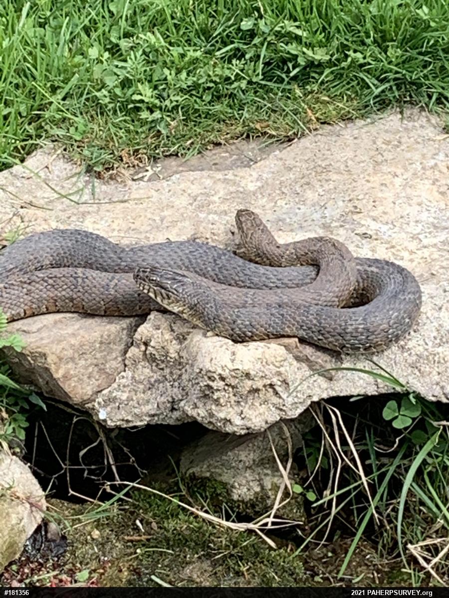 Northern Watersnake