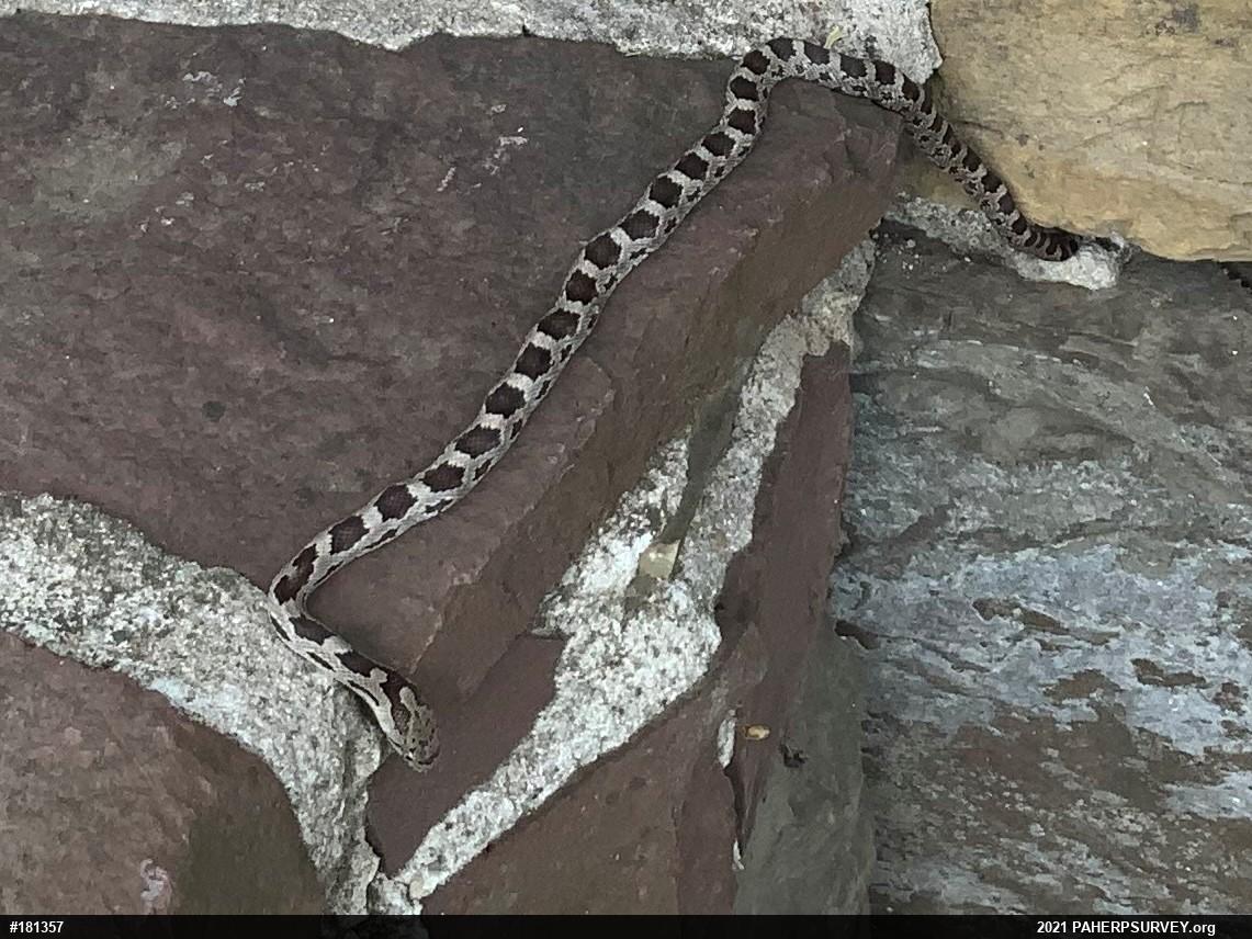 Eastern Ratsnake