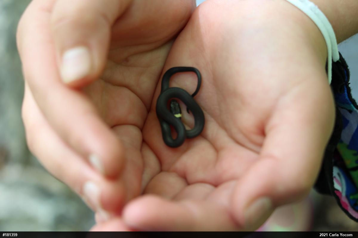 Northern Ring-necked Snake