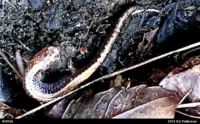 Eastern Red-backed  Salamander