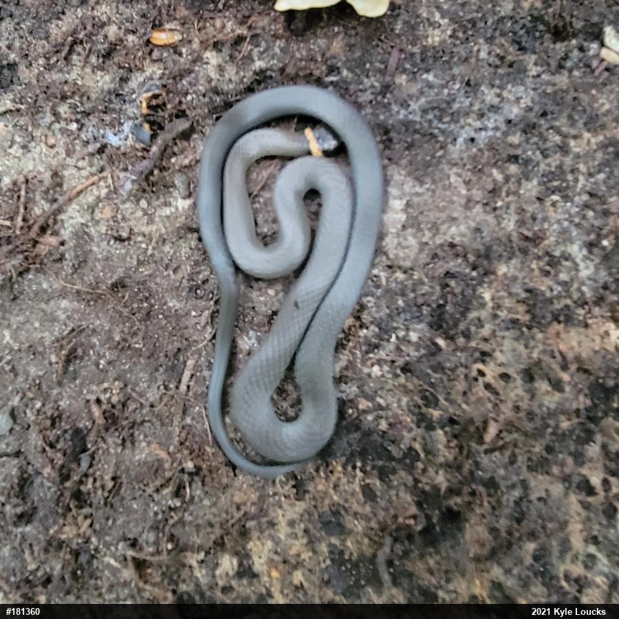 Northern Ring-necked Snake