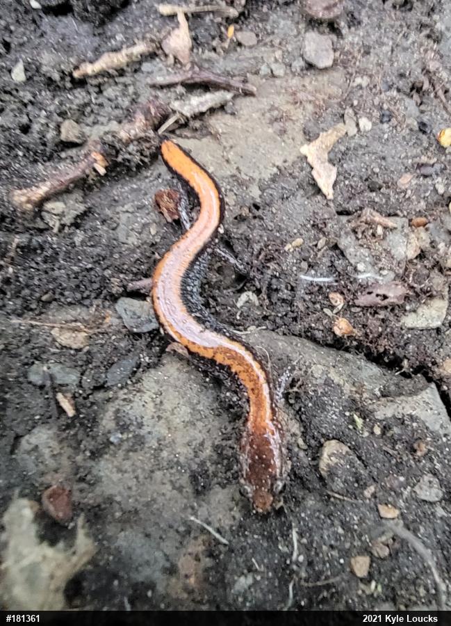 Eastern Red-backed  Salamander