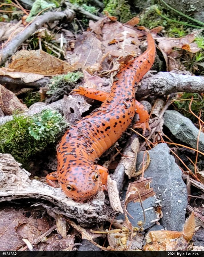 Northern Red Salamander