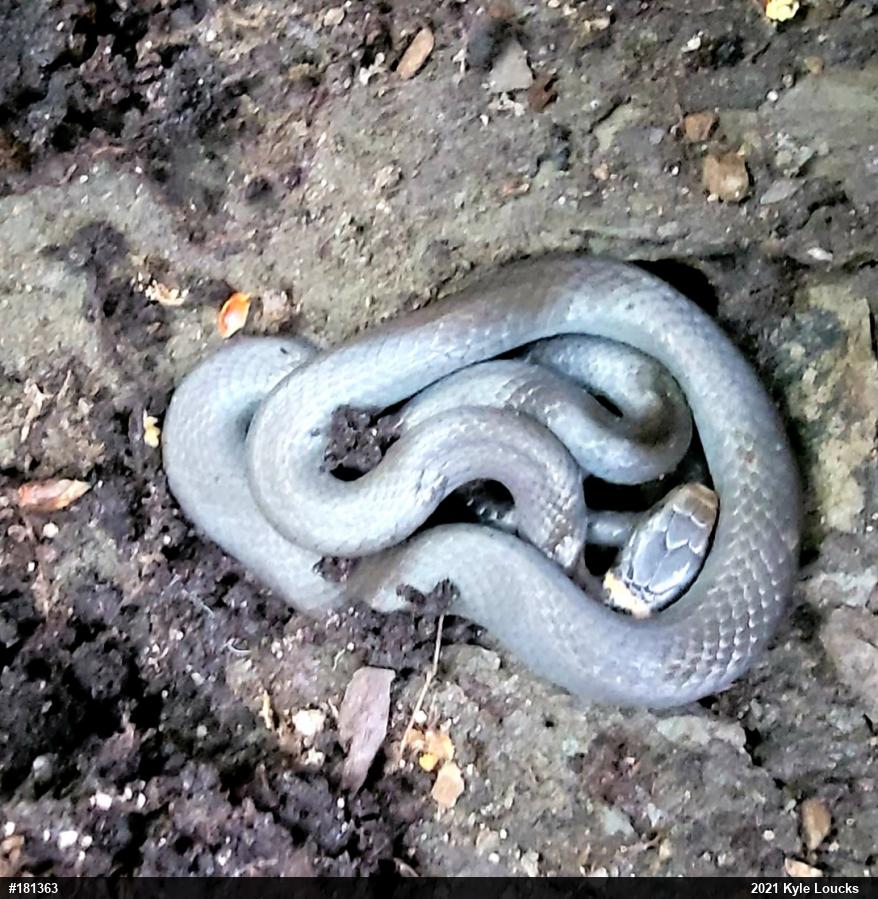 Northern Ring-necked Snake